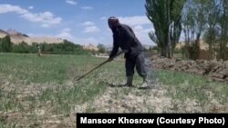 یک کشاورز محلی در ولایت غور