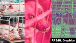 ცხოველები ჰუმანურ მოპყრობას რომ იმსახურებენ, ამაზე შეთანხმება გაცილებით მარტივი გამოდგა, ვიდრე მათ უფლებებზე.