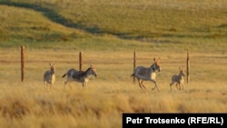КБСА реинтродукция борборундагы куландар. Костанай облусу, 2022-жыл, 21-июнь