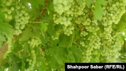 انواع مختلف انگور در ولایت هرات وجود دارد