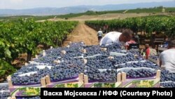 Гроздобер во Неготино