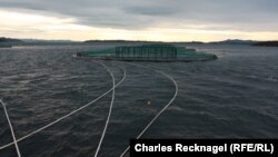 Балыкчылык фермасы