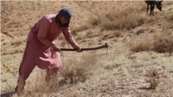 As Afghan Media Struggles Under Taliban, Jobless Journalists Grow Desperate