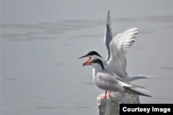 Дарыя чагала, Чүй облусу