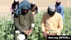 شماری از کارشناسان زراعتی، منع تدریجی کشت کوکنار را راه حل بهتری نسبت به منع یکباره این گیاه عنوان می‌کنند.