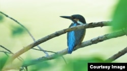 Кадимки көк канат, Чүй облусу