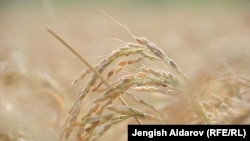 Шалы талаасы, Баткен