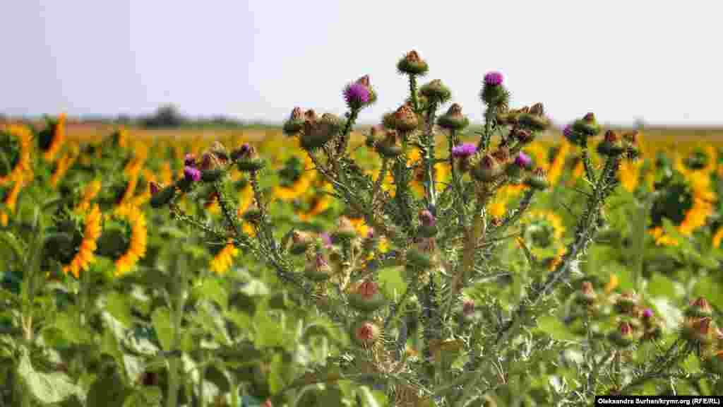 Bir tarlada ösken künaylan ve qara yandıq&nbsp;