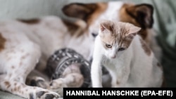 Иллюстративное фото