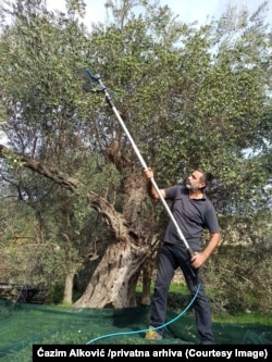 Maslinar Ćazim Alković