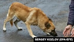 Illýustrasiýa suraty