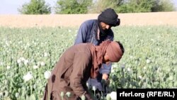 تصویر آرشیف: یکی از کشتزار های کوکنار در جنوب افغانستان 