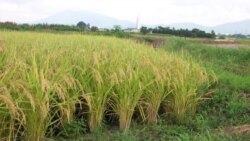 Şaly ekilen meýdan köp, suw üstünde goh-galmagal turýar