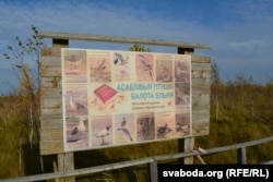 Птушкі балота Ельня