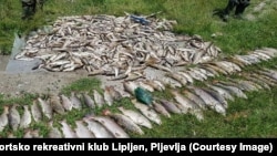 Svega nekoliko mjeseci prije incidenta na Limu, pomor ribe desio se i u rijekama Vezišnica i Ćehotina u Pljevljima u julu 2019.