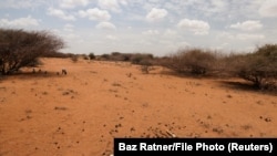 Африкадагы кургакчылык.