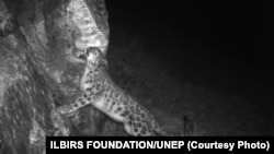 “Илбирс” фондунун фотокапканына илинген илбирс.