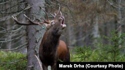 Олень в национальном парке Шумава (Чехия).