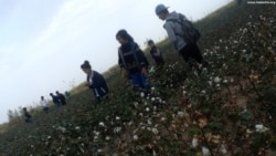 Diňle: Esgerler, administratiw temmi alan raýatlar mejbury pagta ýygymyna çekilýär, býujetçiler pul töleýär
