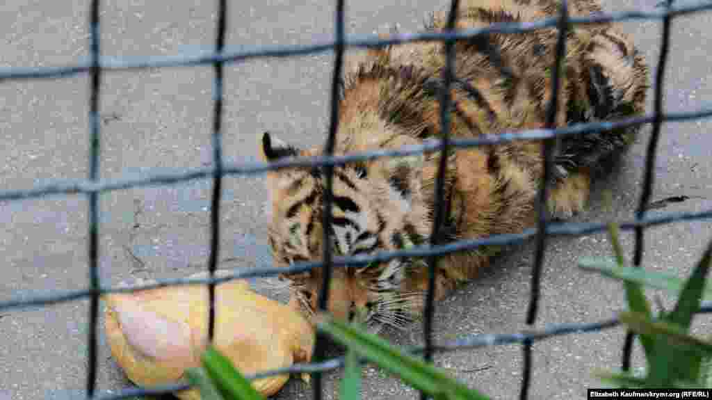 Тигреня їсть сире м'ясо