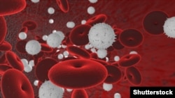 Кызыл жана ак кан клеткалары.