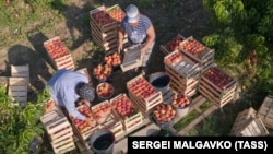 Иллюстрационное фото