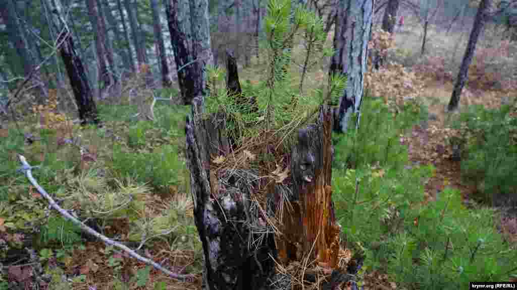 Zoraki "nesiller deñişmesi"