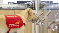 Собака тренується виявляти хвороби або інфекції у людей