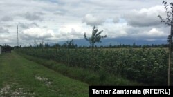 ფოტო არქივიდან: თხილის პლანტაცია, ზუგდიდის მუნიციპალიტეტი, სოფელი ზემო ეწერი 
