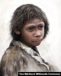 Сүрөтчү Том Бйөрклунд тарабынан шарттуу калыбына келтирилген неандерталдык баланын турпаты. Wikipedia. 03.3.2020.