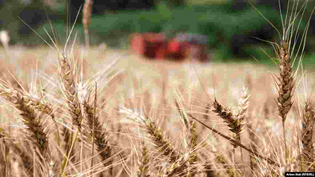 Që nga fundi i qershorit në Kosovë ka nisur fushata e korrje-shirjes së grurit.&nbsp;