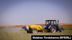 Чегирткеге каршы дарылоо иши. Чүй облусу.