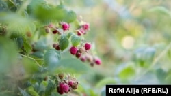 Samo u prvoj polovini 2022. godine Kosovo je izvezlo oko 111 tona maline u vrednosti od oko 617.000 evra.