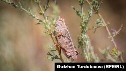 Чегиртке. Иллюстрациялык сүрөт.