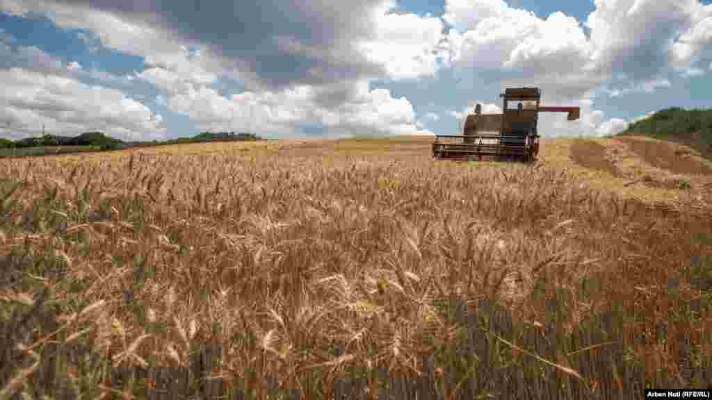 Fermerët thonë se shkaku i rritjes së çmimit të plehut artificial dhe derivateve të naftës, e kanë zvogëluar sipërfaqen e tokës së mbjellë me grurë.