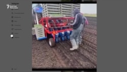 Британияда иштегиң келсе оор шартка даяр бол