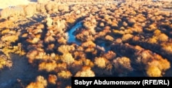 Уникальные заросли кустарников в Кочкорском районе являются наиболее привлекательным местом обитания центральноазиатской лягушки.