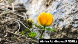 Иллюстрациялык сүрөт