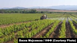 илустрација, земјоделец работи на нива во неготинскиот крај