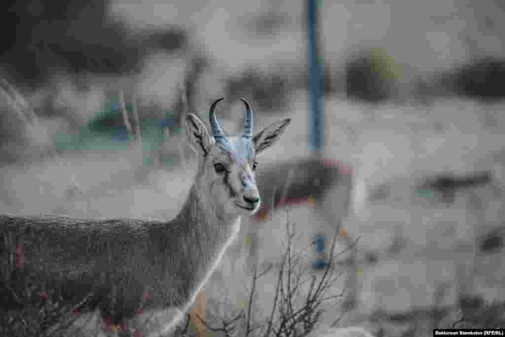 Джейраны повсеместно считаются исчезающим видом животных.