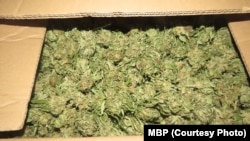 Илустрација, запленета марихуана 