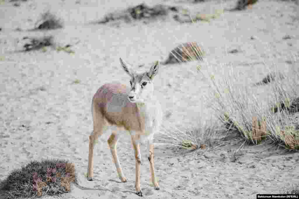 Самка джейрана не имеет рогов. Изредка встречаются особи с зачаточными рожками до 3-5 см.