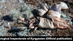 Нарын облусунун аймагында кармалган торлор жана балыктар.  2017-жылдын 14-ноябры.