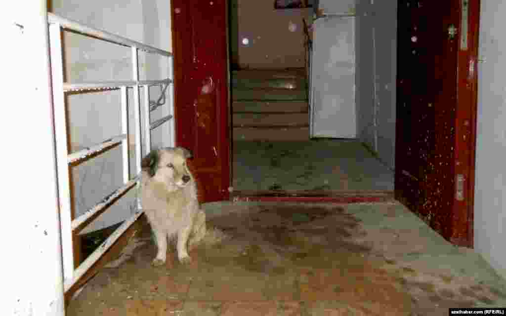 Köp gatly ýaşaýyş jaýynyň girelgesinde ýagyşdan 'gizlenip' oturan it.