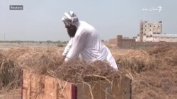 سیند کې سېلابونو د څارویو لپاره د ګیا کمی رامنځته کړی 