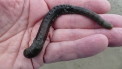 песочен црв