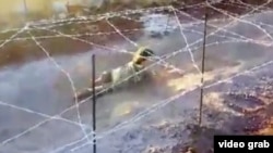 Интернетте жарыяланган видеодон бир көрүнүш