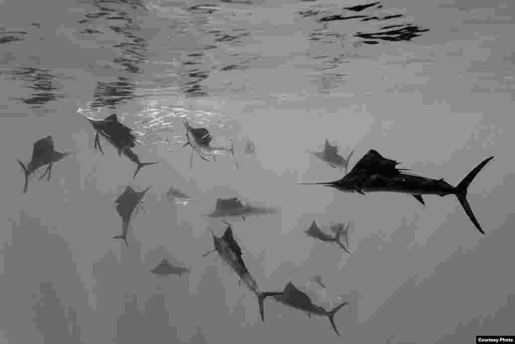 2-е место / Природа / одиночные фотографии Рейнхард Диршерл, Германия  Атлантические парусники сгоняют сардины в косяк у побережья Юкатана, Мексика. 