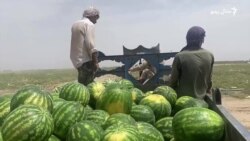 د پکتیا کروندګر وايي د هندواڼو حاصل یې زیات خو ګټه یې کمه ده