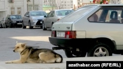 Собака, лежащая рядом с припаркованными автомобилями во дворе многоэтажного жилого дома в Ашгабате